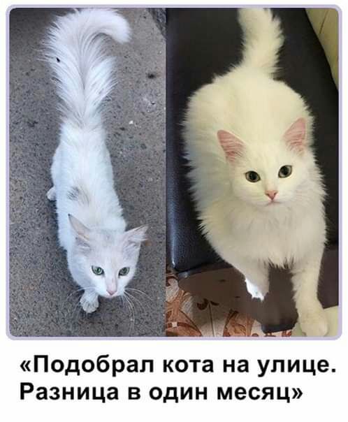 Подобрал кота на улице Разница в один месяц