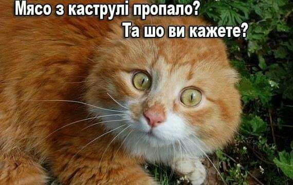 Мясо з каструпЁпррпапо ТГЗ ШО А Р