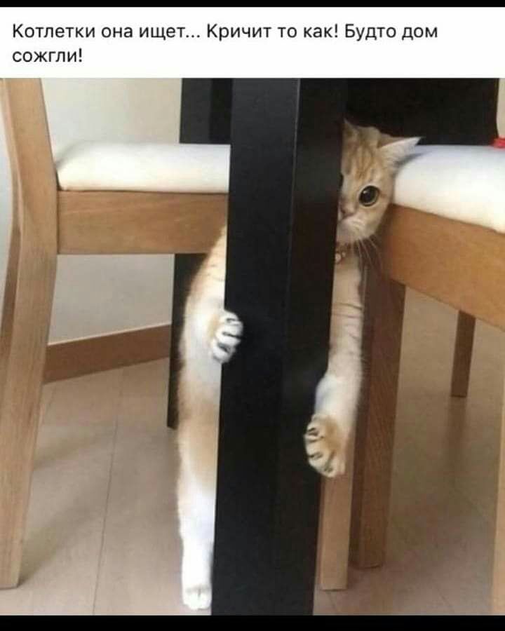 Котлетки она ищет Кричит то как Будто дом сожгли