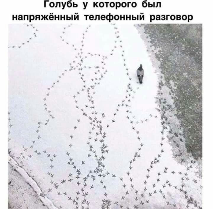 р 0 В О НВПРЯЖОННЫИ теле Голубь у которого был и разг фонны