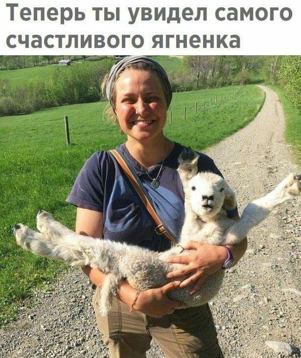 Теперь ты увидел самого счастливого ягненка