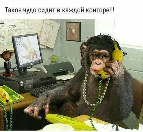 Такое чудо сидит в каждой конторе 33 ч я п п п п