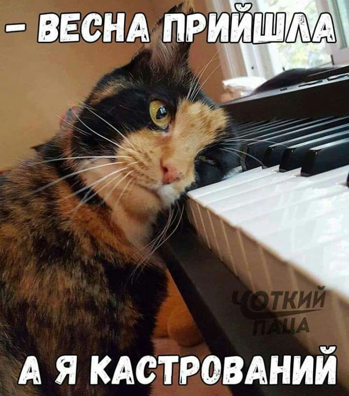 ввснд пРЙИМША ч А я КАСТРОВАНИЙ