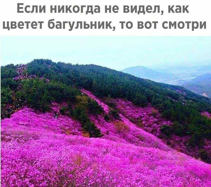 Если никогда не видел как цветет багульник то вот смотри