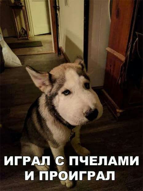 ИГРАЁ ПЧЕПАМИ И ПРОИГРАЛ