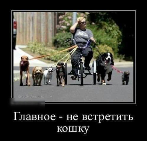 Главное не встретить кошку