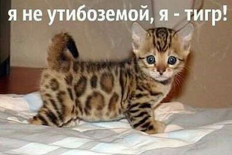 я не утибоземейёЁдигр 15