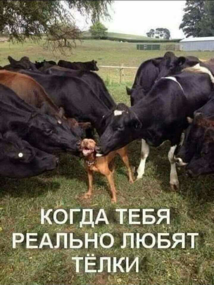 г КОГДА ТЕБЯ РЕАЛЬНО ЛЮБЯТ ТЁЛКИ