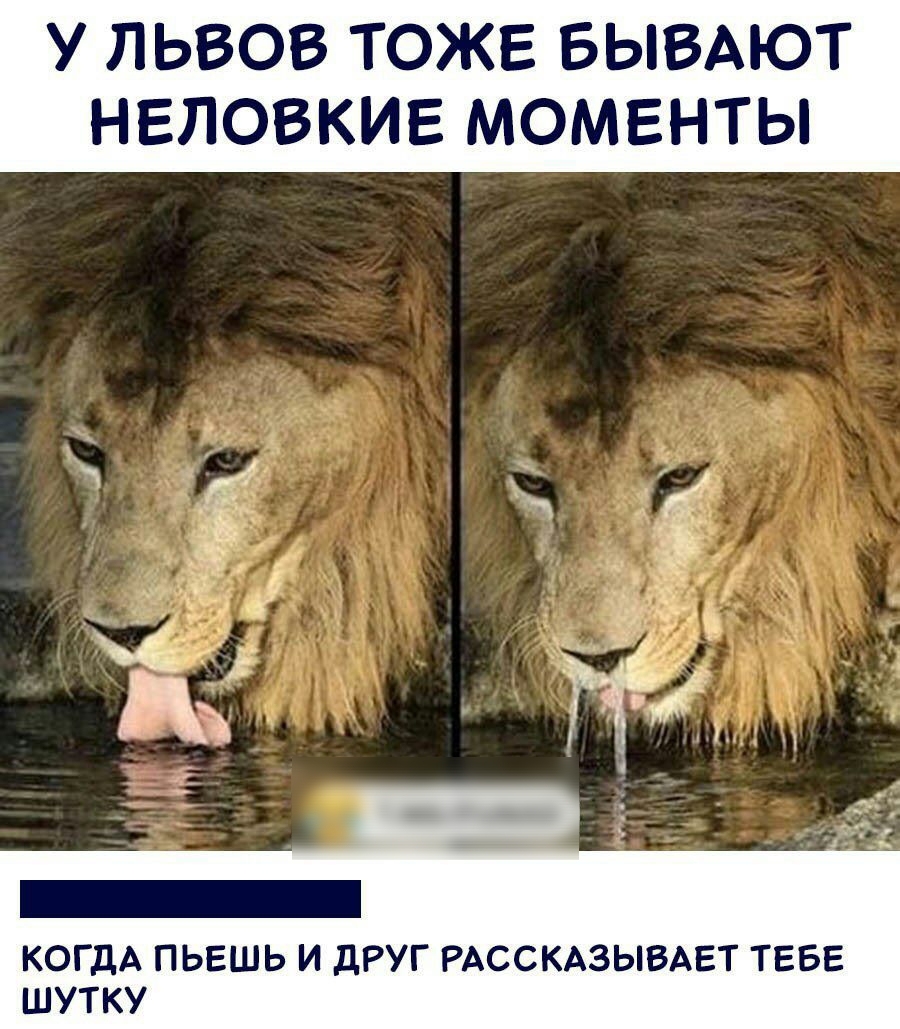 У ЛЬВОВ ТОЖЕ БЫВАЮТ НЕЛОВКИЕ МОМЕНТЫ КОГДА ПЬЕШЬ И дРУГ РАССКАЗЫВАЕТ ТЕБЕ ШУТКУ