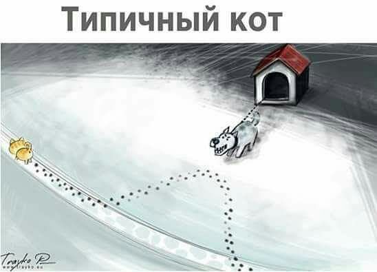 Типичный кот