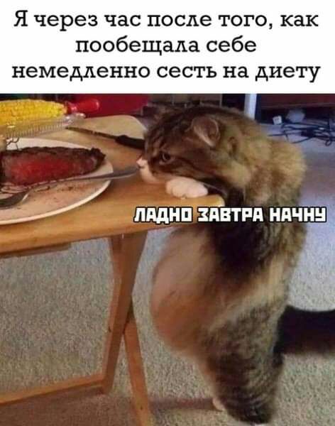 Я через час после того как пообещала себе немедленно сесть на диету ь _ ЛЩНПЁАВТРП НПЧНН