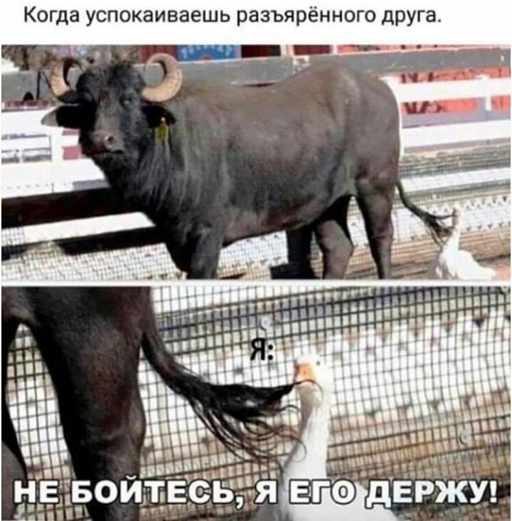 К гда успокаиваешь разъярённого дРУга