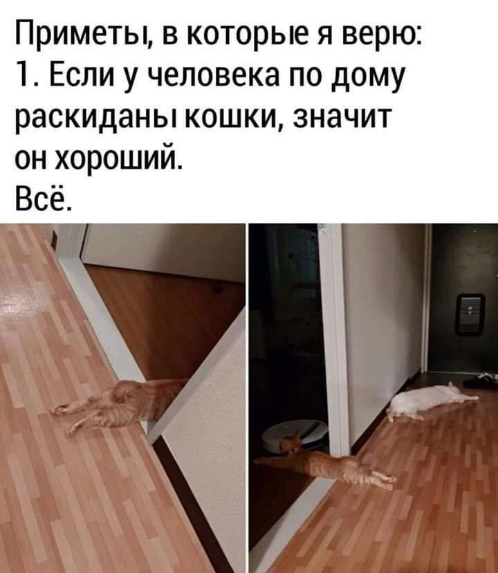 Приметы в которые я верю 1 Если у человека по дому раскиданы кошки значит он хороший Всё