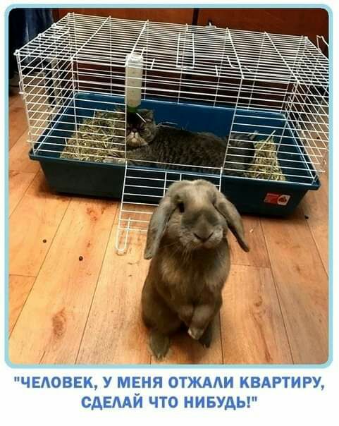 ЛОБЕХ ЭГііідц