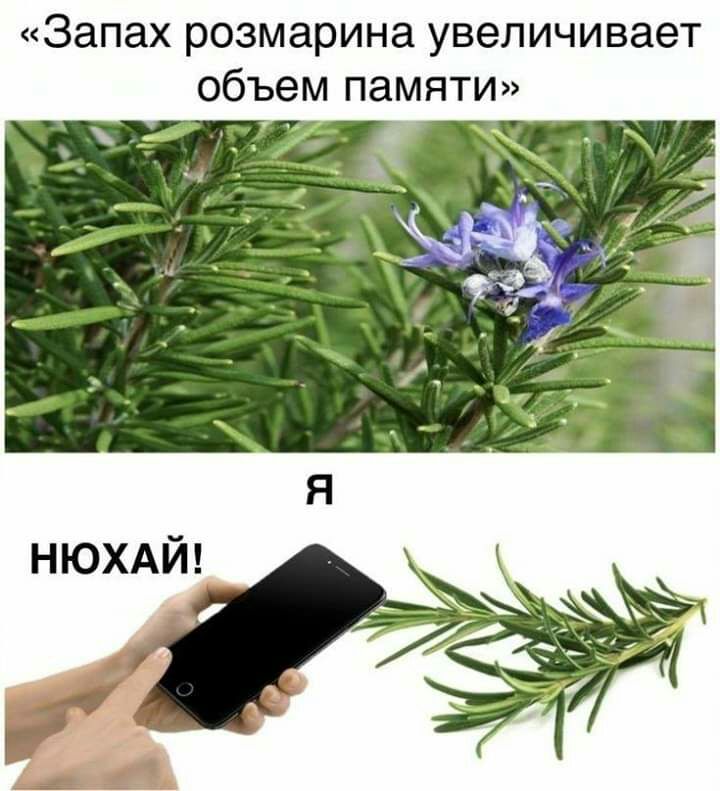 Запах розмарина увеличивает объем памяти