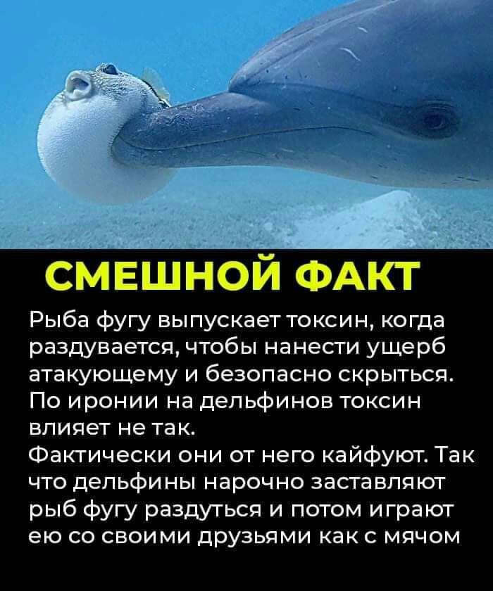 Е й ФАКТ Рыба фугу выпускает токсин когда раздувается чтобы нанести ущерб атакующему и безопасно скрыться По иронии на дельфинов токсин влияет не так Фактически они от него кайфуют Так что дельфины нарочно заставляют рыб фугу раздуться и потом играют ею со своими друзьями как с мячом