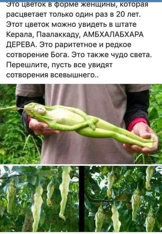 это цветокіфбрмеЖенЩины котфай расцветает только один раз в 20 лет Этот цветок можно увидеть в штате Керала Паапаккаду АМБХАПАБХАРА ДЕРЕВА Это раритетное и редкое сотворение Бога Это также чудо света Перешлите пусть все увидят сотворения всевышнего