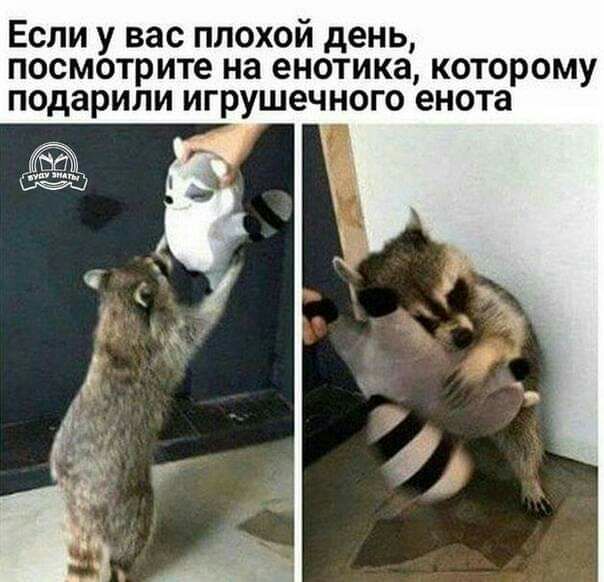 Если у вас плохой день посмотрите на енотика которому подарили игрушечного енота