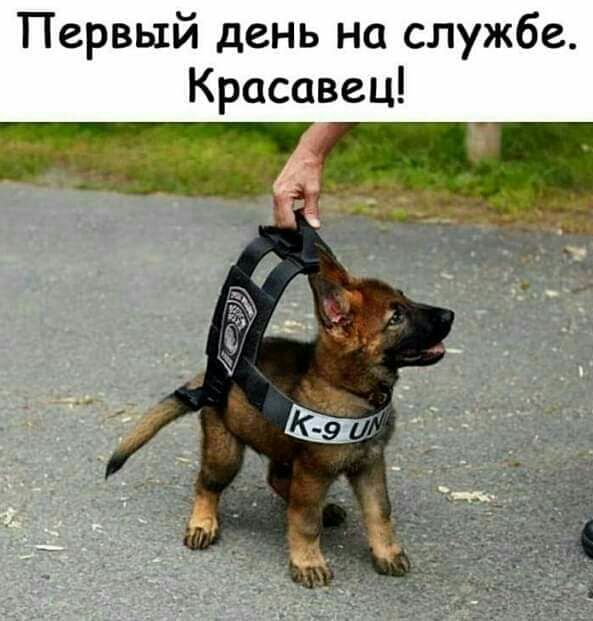 Первый день на службе Красавец