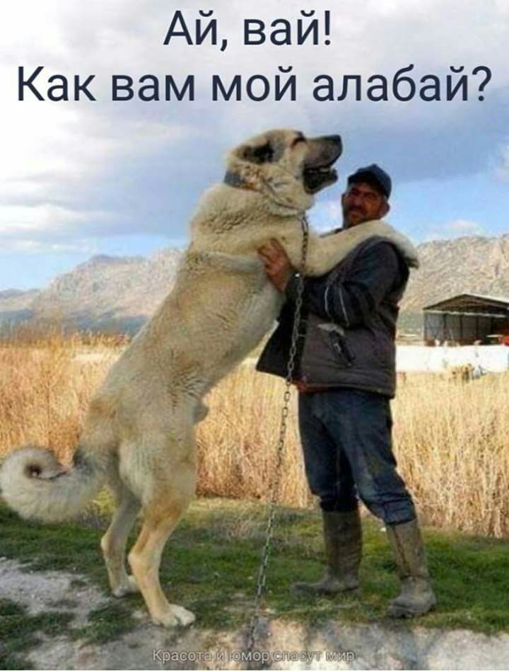 Ай ваи Как вам мой алабай