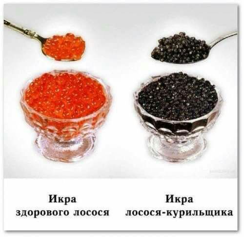 Икра Икра здорового лосося лосося курильщика
