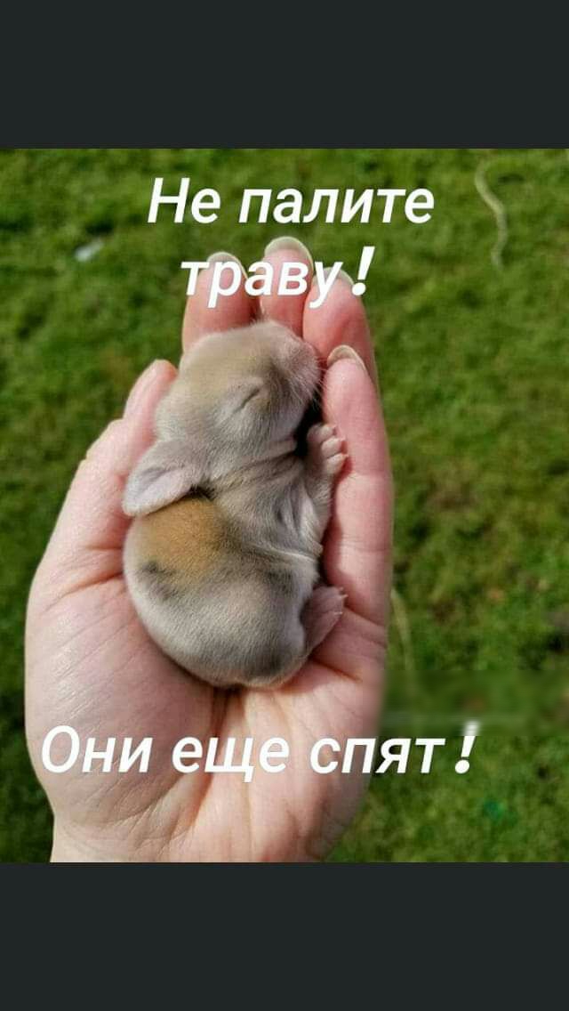 Не палите Ч і