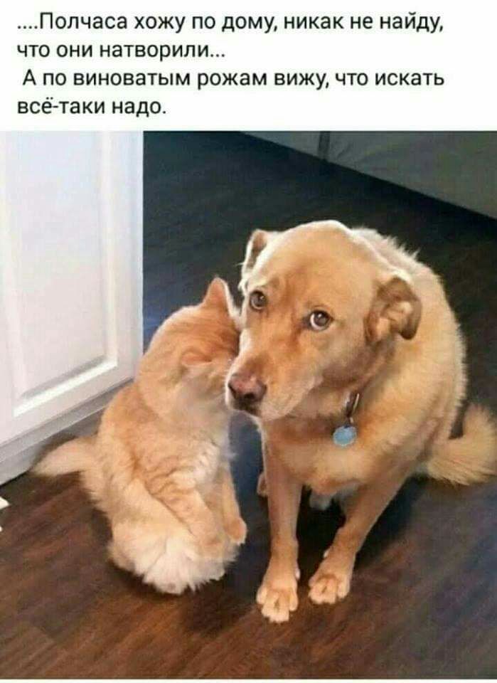 Полчаса хожу по дому никак не найду что они натворили А по виноватым рожам вижу что искать всё таки надо