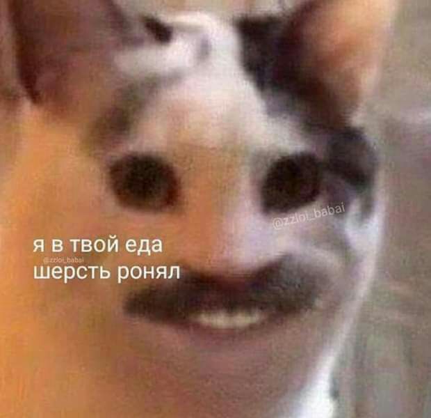 я __в твой еда шерсть ронял