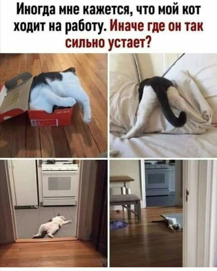 Иногда мне кажется что мой кот ходит на работу Иначе где он так сильно устает