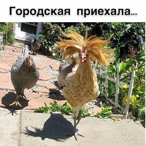 Городская приехала