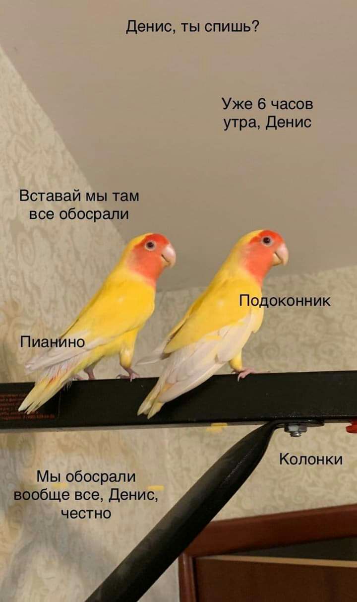 Денис ты спишь Уже 6 часов утра Денис Вставай мы там все обосрали Подоконник Колонки Мы обосрали вообще все Денис честно