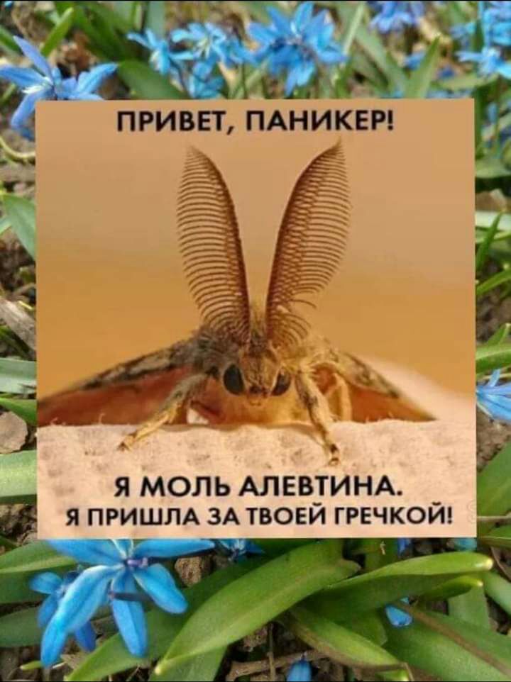 Я МОЛЬ АЛЕВТИНА я ПРИШЛА ЗА твоей гречкой ГЧГЪ ы