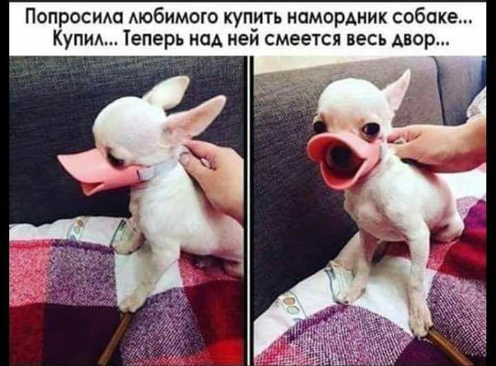 Попросим АЮбИМОГО купитъ намордник собаке Купид Теперь нод неи смеется весь двор
