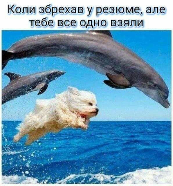 Копи збрехав у резюме але тебе все одно в_зяли Г ПТГ