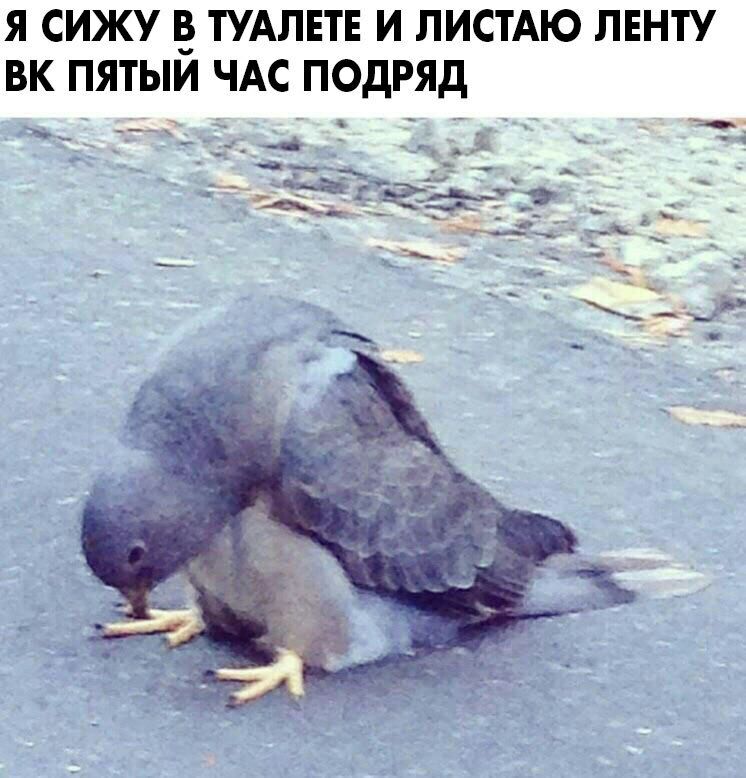 Я СИЖУ В ТУАЛЕТЕ И ЛИСТАЮ ЛЕНТУ ВК ПЯТЫЙ ЧАС ПОДРЯД _ 1 іі _і _ __ А _ д __х _ _ __ _ _