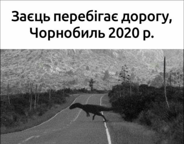 Заець перебігае дорогу Чорнобиль 2020 р