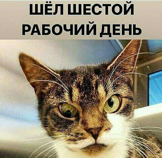 ШЁЛ шестой РАБОЧИЙ дЕНЬ