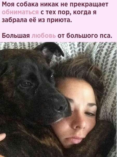 Моя собака никак не прекращает с тех пор когда я забрала её из приюта от большого пса