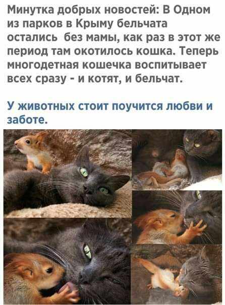 Минутка добрых новостей В Одном из парков в Крыму бельчата остались без мамы как раз в этот же период там окотилось кошка Теперь многодетная кошечка воспитывает всех сразу и котят и бельчат У ЖИВОТНЫХ СТОИТ ПОУЧИТСЯ ЛЮБВИ И заботе