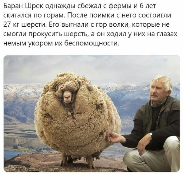 Баран Шрек однажды сбежал с фермы и 6 лет скитался по горам После поимки с него состригли 27 кг шерсти Его выгнали с гор волки которые не смогли прокусить шерсть а он ходил у них на глазах немым укором их беспомощности