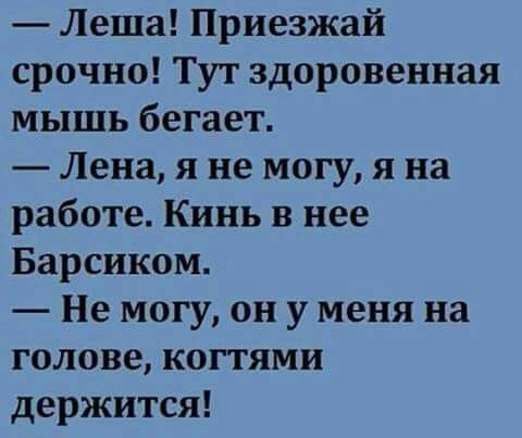 Леша Приезжай срочно Тут здоровенная мышь бегает Лена я не могу я на работе Кинь в нее Барсиком Не могу он у меня на голове когтями держится