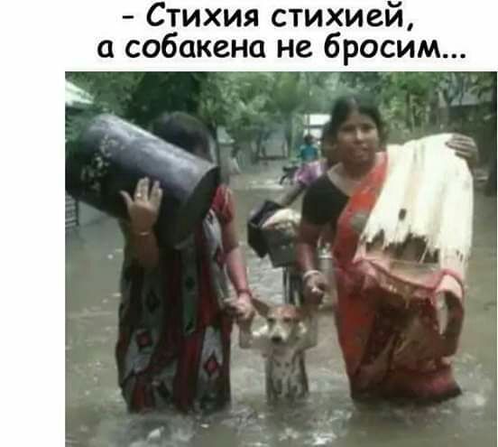 Стихия стихией собакена не бросим