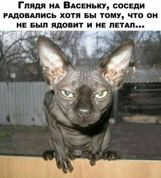 Глядя мА ВАОЕНЬКУ соседи мдовдлись хотя вы тому что он не вып ядовит и на пяти