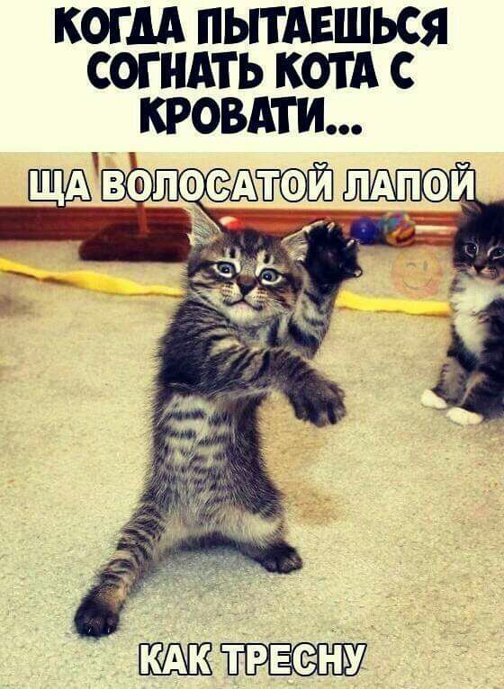 КОГ АА ПЫТАЕШЬСЯ СОГНАТЬ КОТА С КРОВАТИ ТРЕЭО НУ