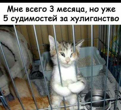 Мне всего 3 месяца но уже 5 судимостей за хулиганство