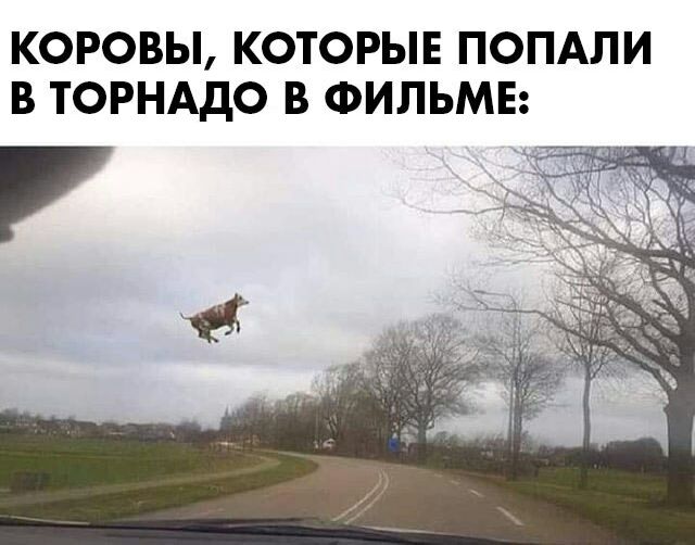 КОРОВЫ КОТОРЫЕ ПОПАЛИ В ТОРНАДО В ФИЛЬМЕ