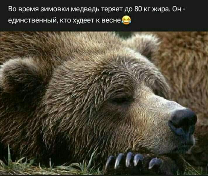 Во время зимовки медведь теряет до 80 кг жира Он единственный кто худеет к веснеё