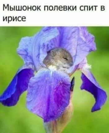 Мышонок полевки спит в ирисе