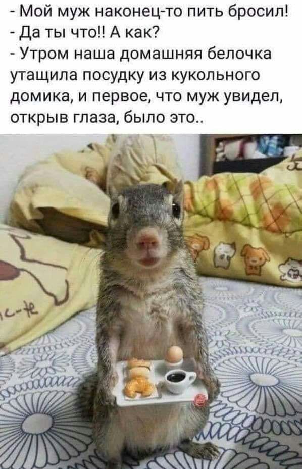 Мой муж наконец то пить бросил Да ты что А как Утром наша домашняя белочка утащила посудку из кукольного домика и первое что муж увидел открыв глаза было это