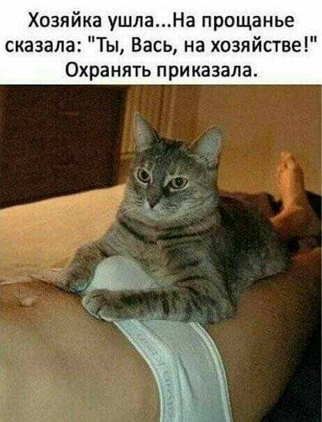 Хозяйка ушлаНа прощанье сказала Ты Вась на хозяйстве Охранять приказала